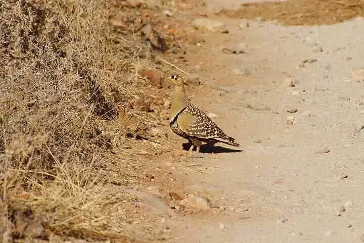 Double banded Sandgrouse